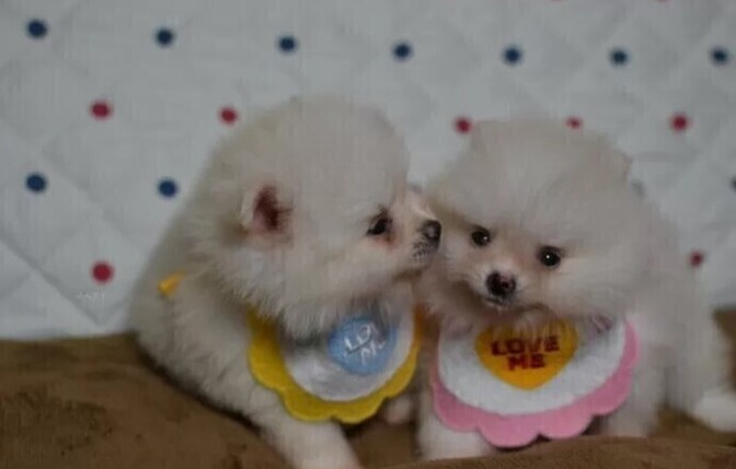 ペットハウスあいらいく　愛知岡崎幸田町