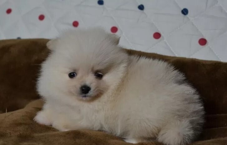 ペットハウスあいらいく　愛知岡崎幸田町