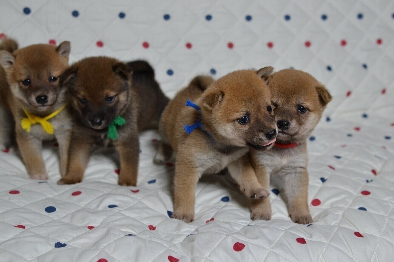 ペットハウスあいらいく　愛知岡崎幸田町