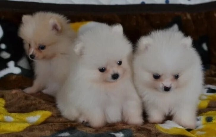 ペットハウスあいらいく　愛知岡崎幸田町