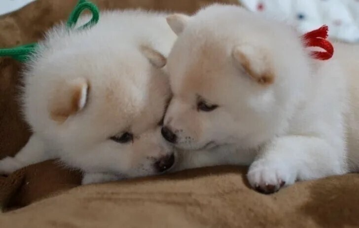 ペットハウスあいらいく　愛知岡崎幸田町