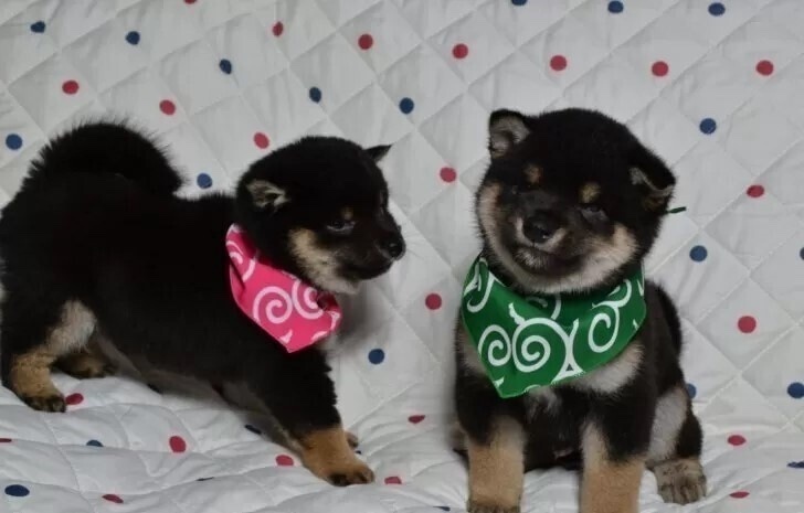 ペットハウスあいらいく　愛知岡崎幸田町