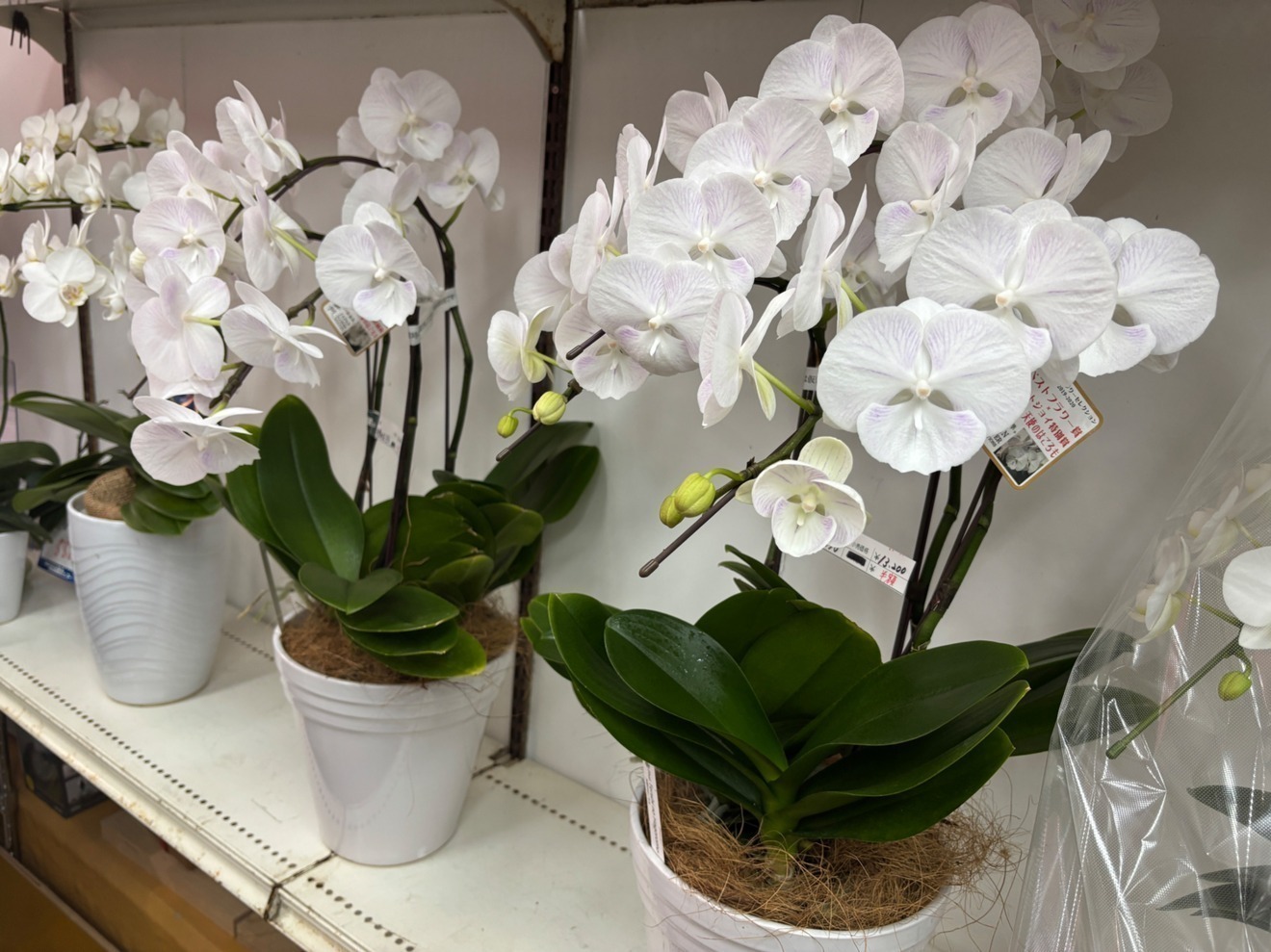 姫路総合園芸センター