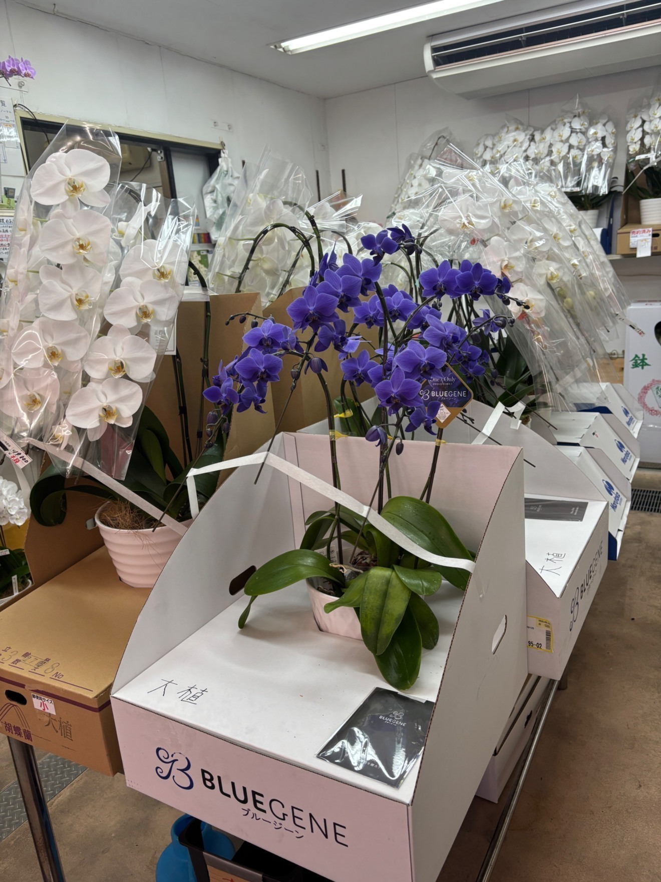 姫路総合園芸センター