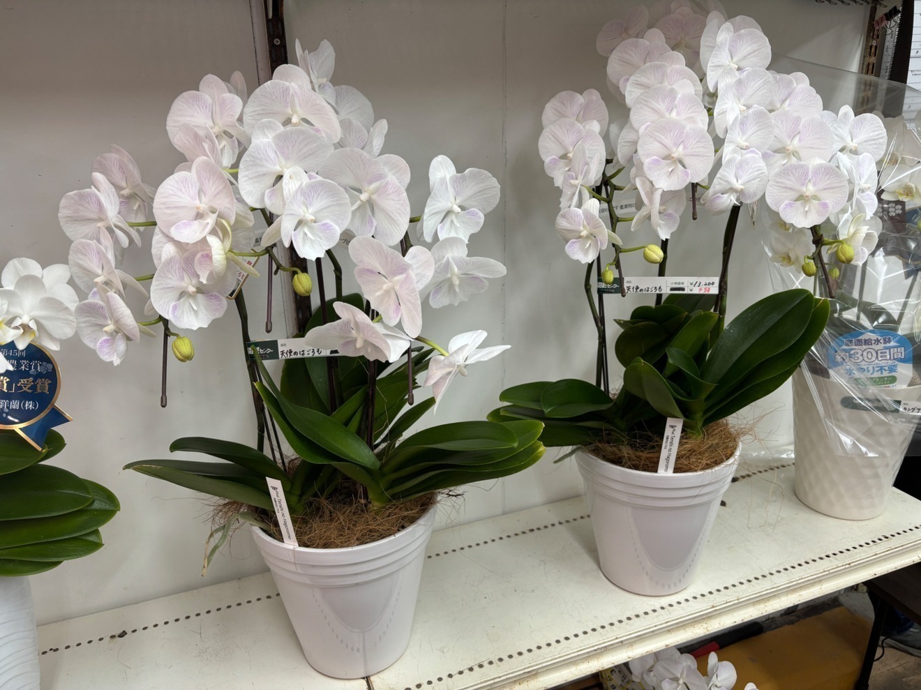 姫路総合園芸センター