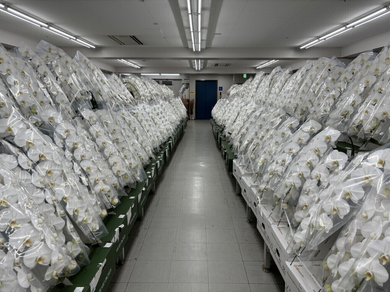 大阪総合園芸センター