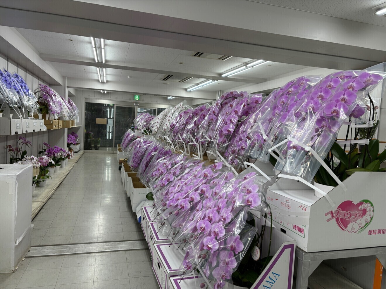 大阪総合園芸センター