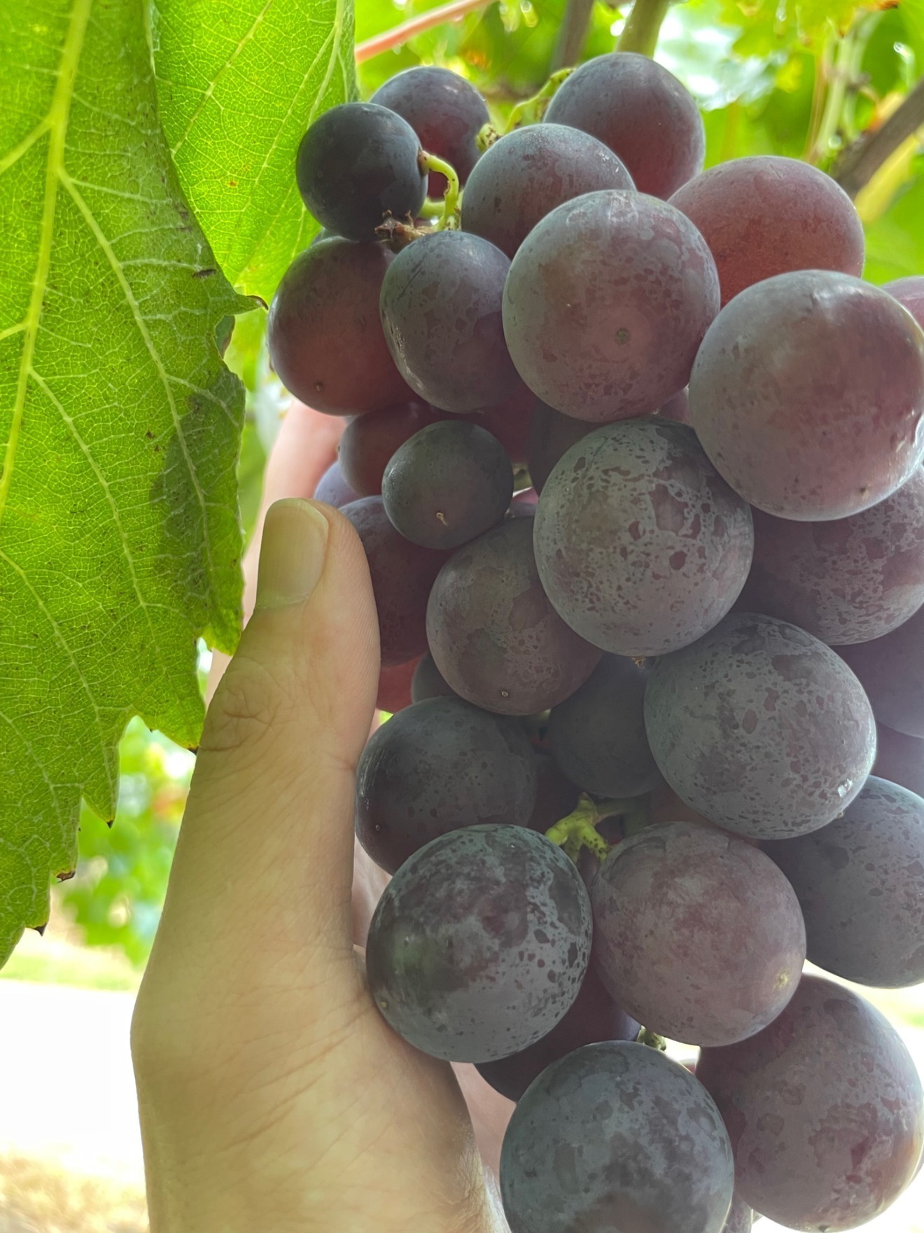 フルーツファーム野口農場