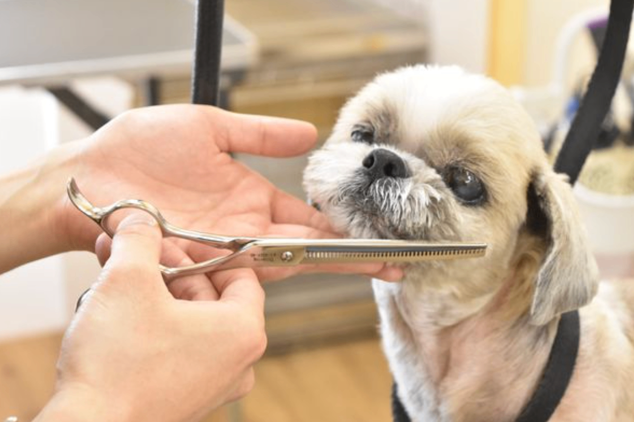 札幌市 ペットサロン&ホテル アミティエ