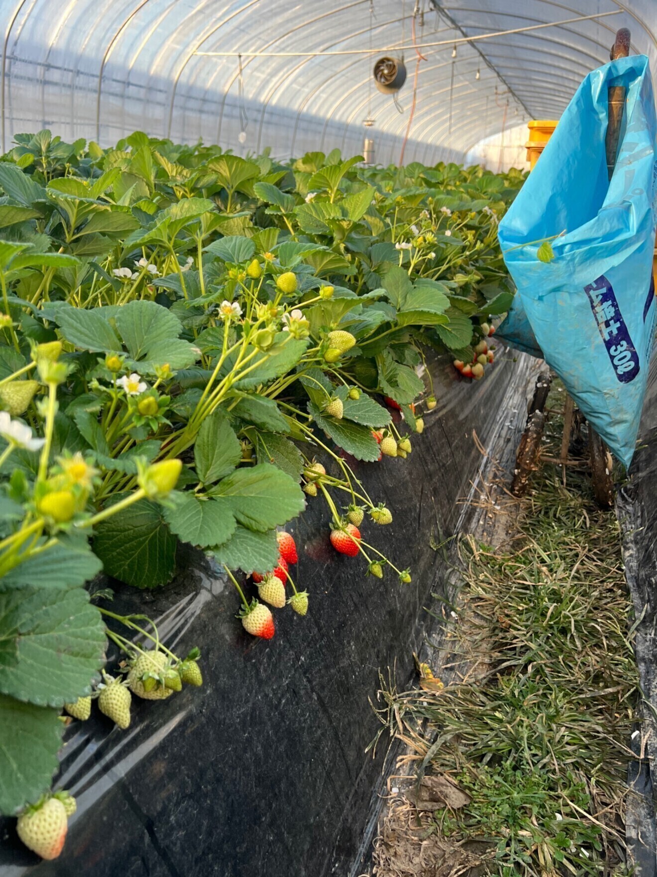 いちご兄弟農園なかじま