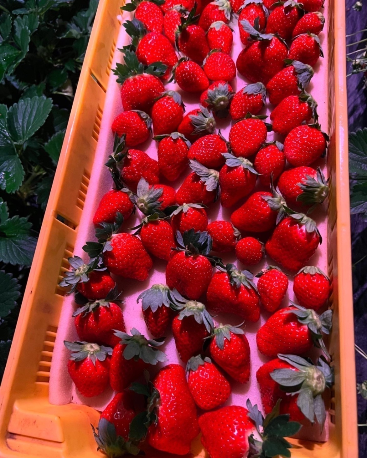 いちご兄弟農園なかじま