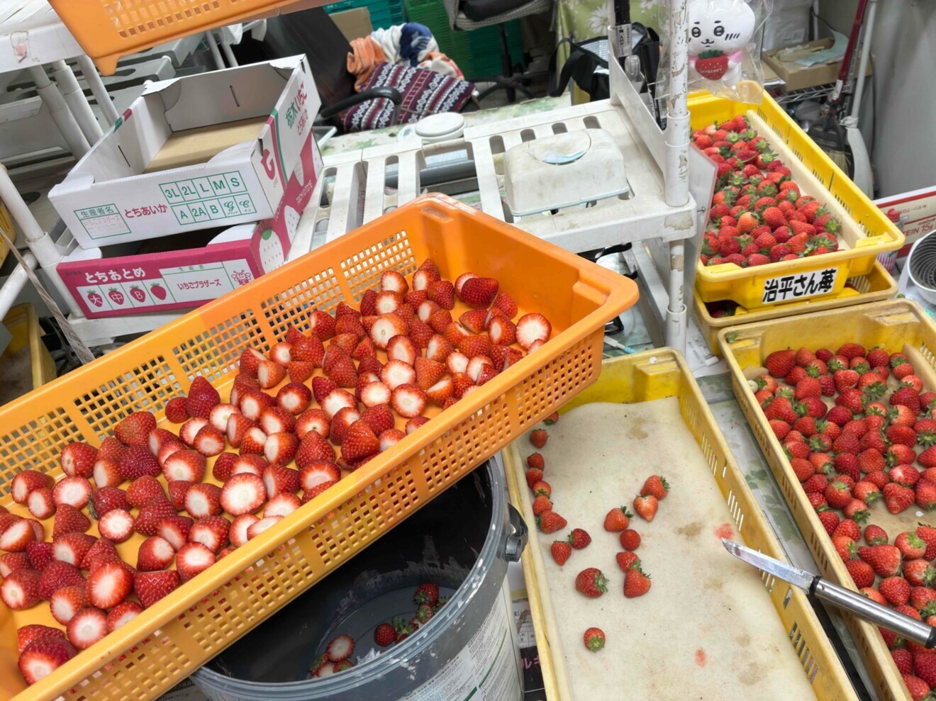 いちご兄弟農園なかじま