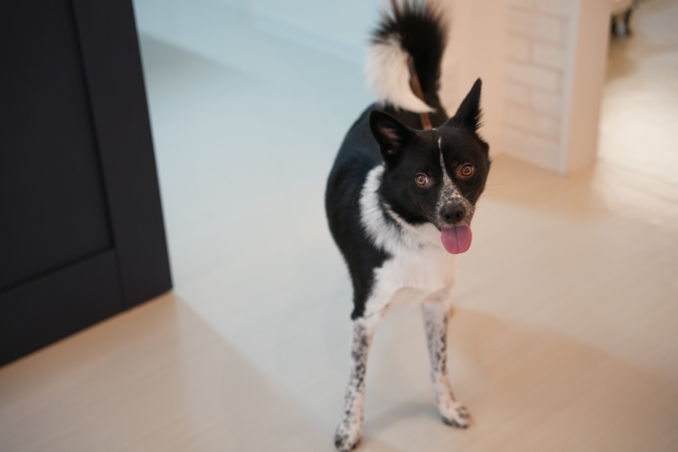 リベ大どうぶつ病院