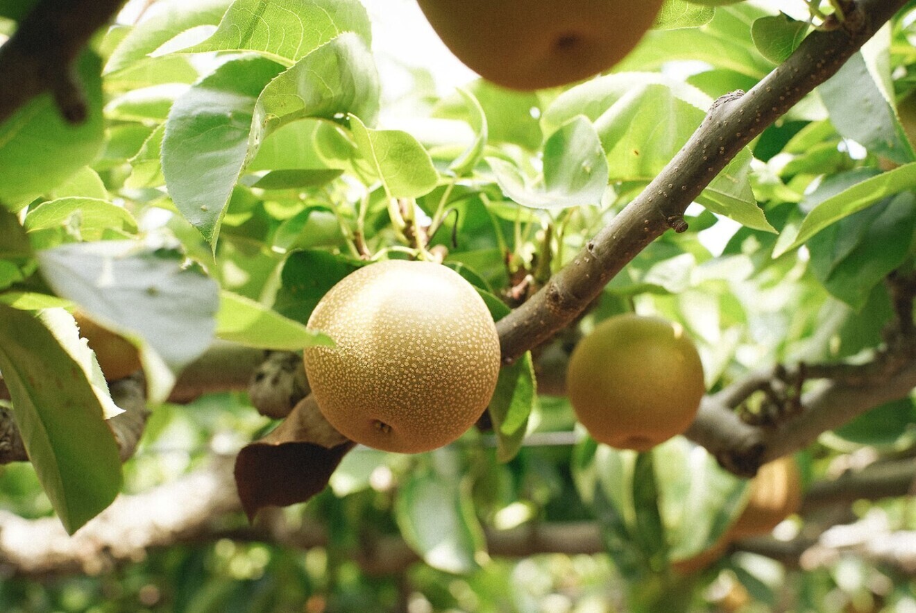 田中園 いちご狩りと梨の直売所
