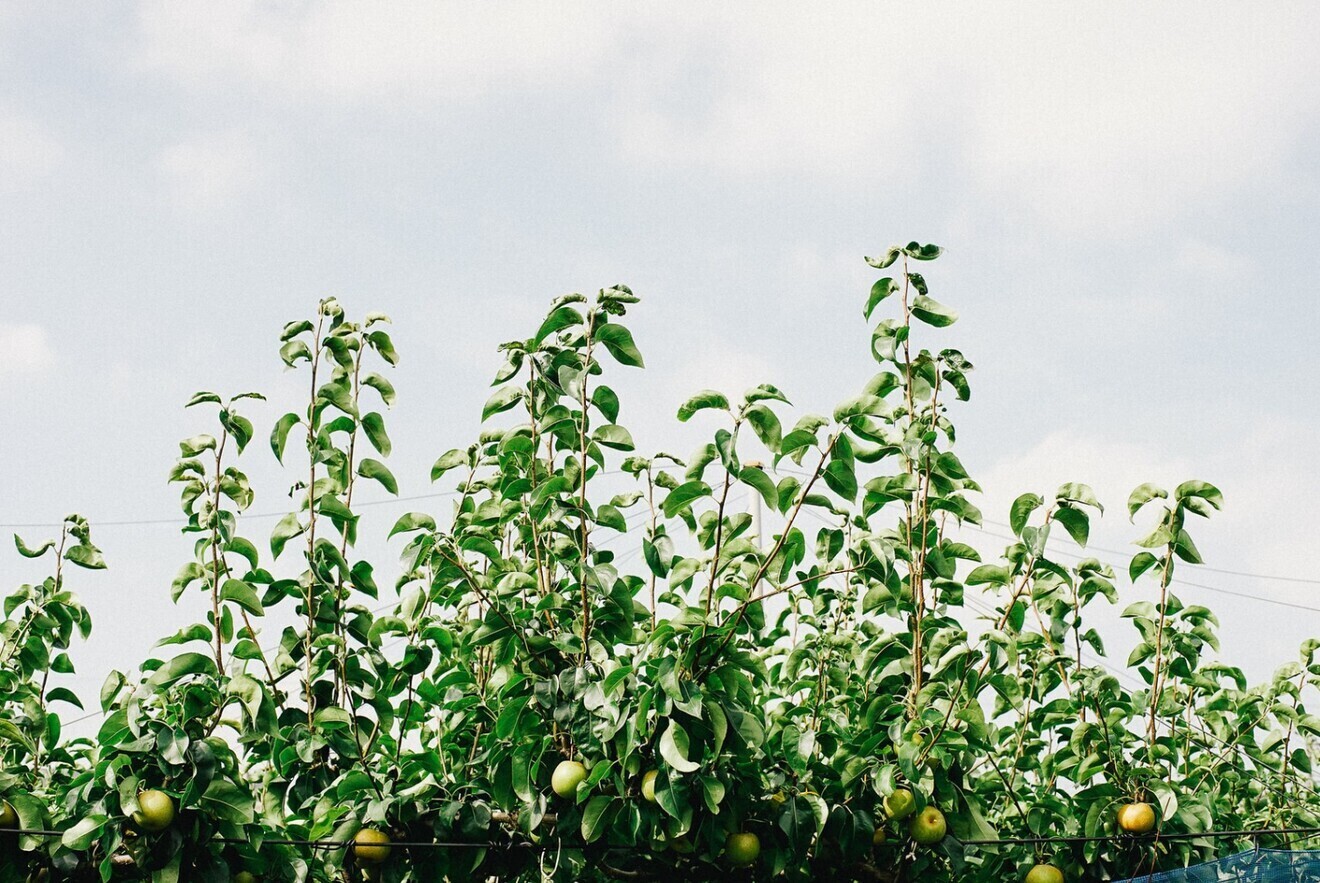 田中園 いちご狩りと梨の直売所