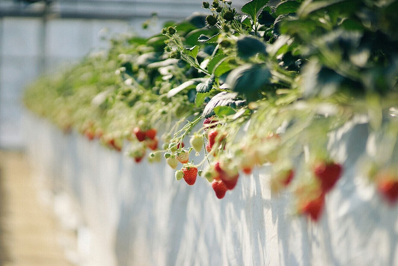 田中園 いちご狩りと梨の直売所