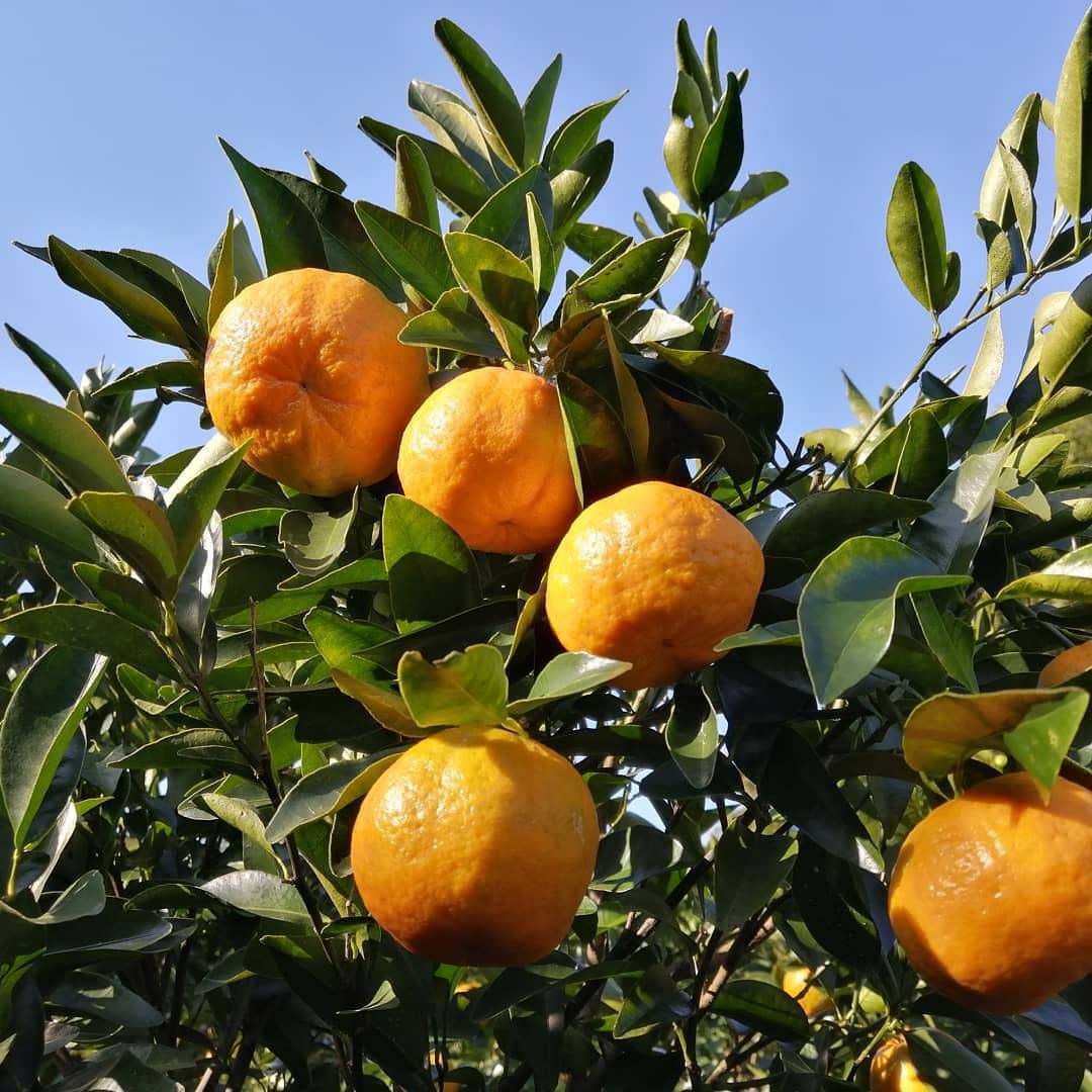 四季彩園×一棟貸し民泊「姫こいし