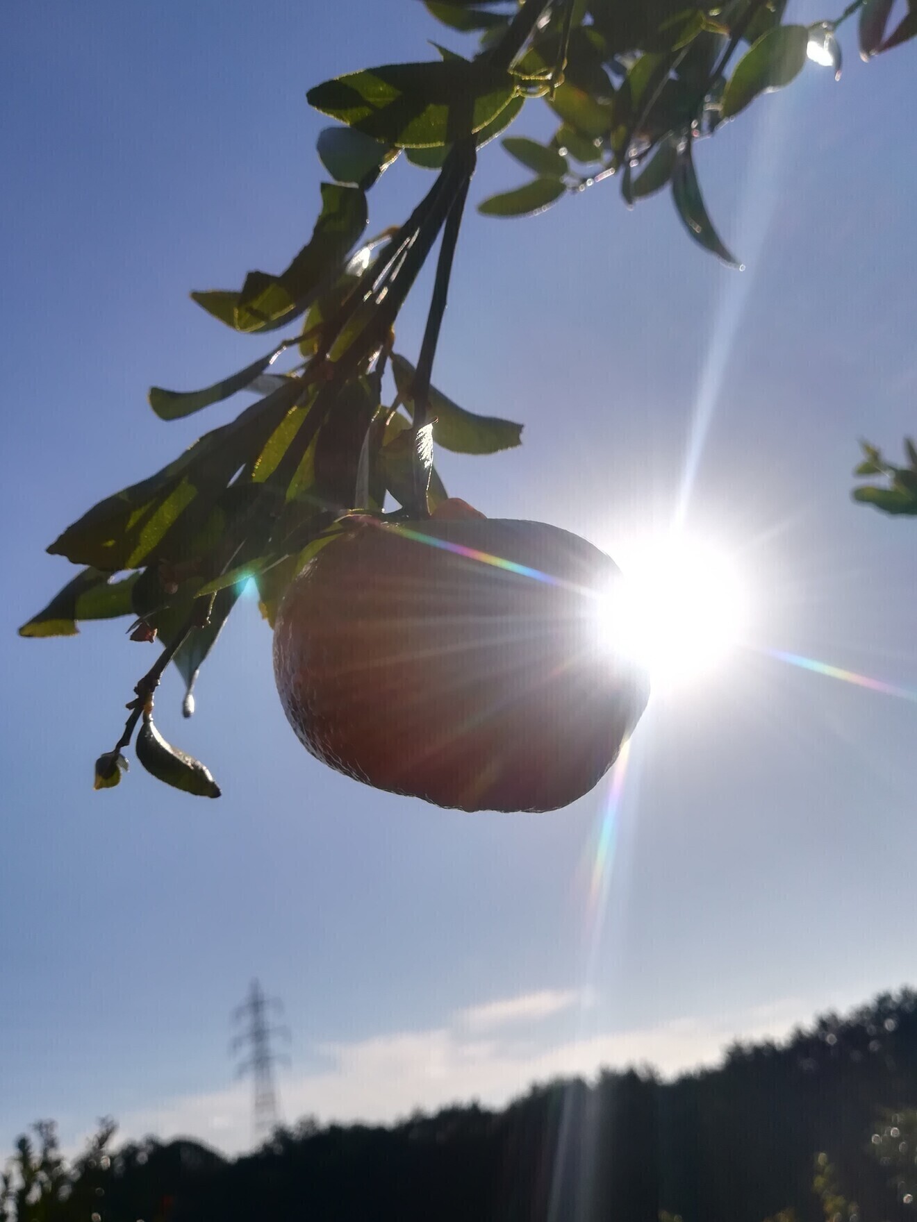 四季彩園×一棟貸し民泊「姫こいし