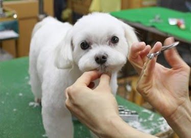 ワンワンショップ　パルコ