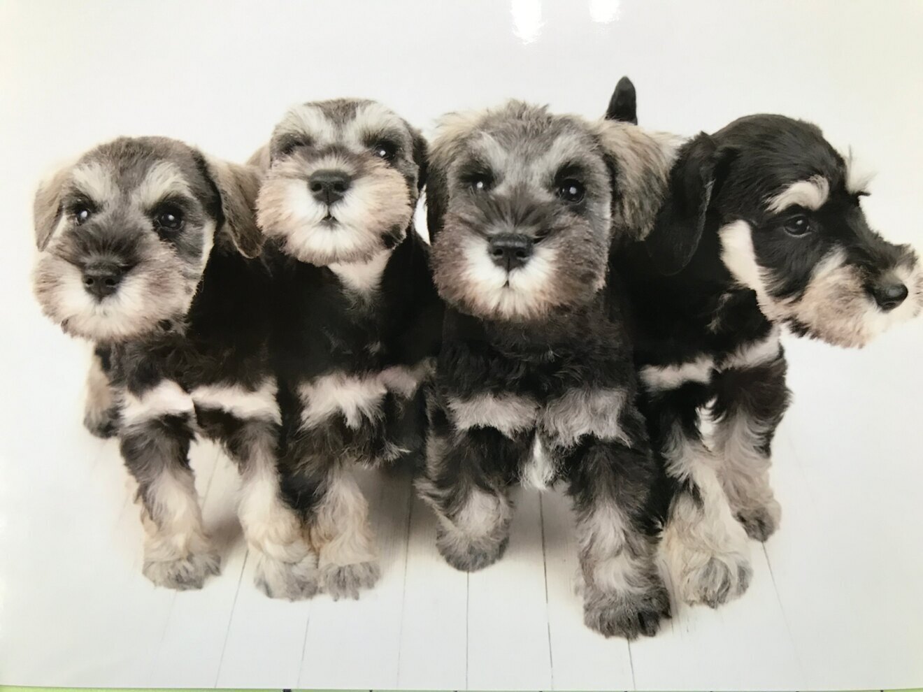 ワンワンショップ　パルコ