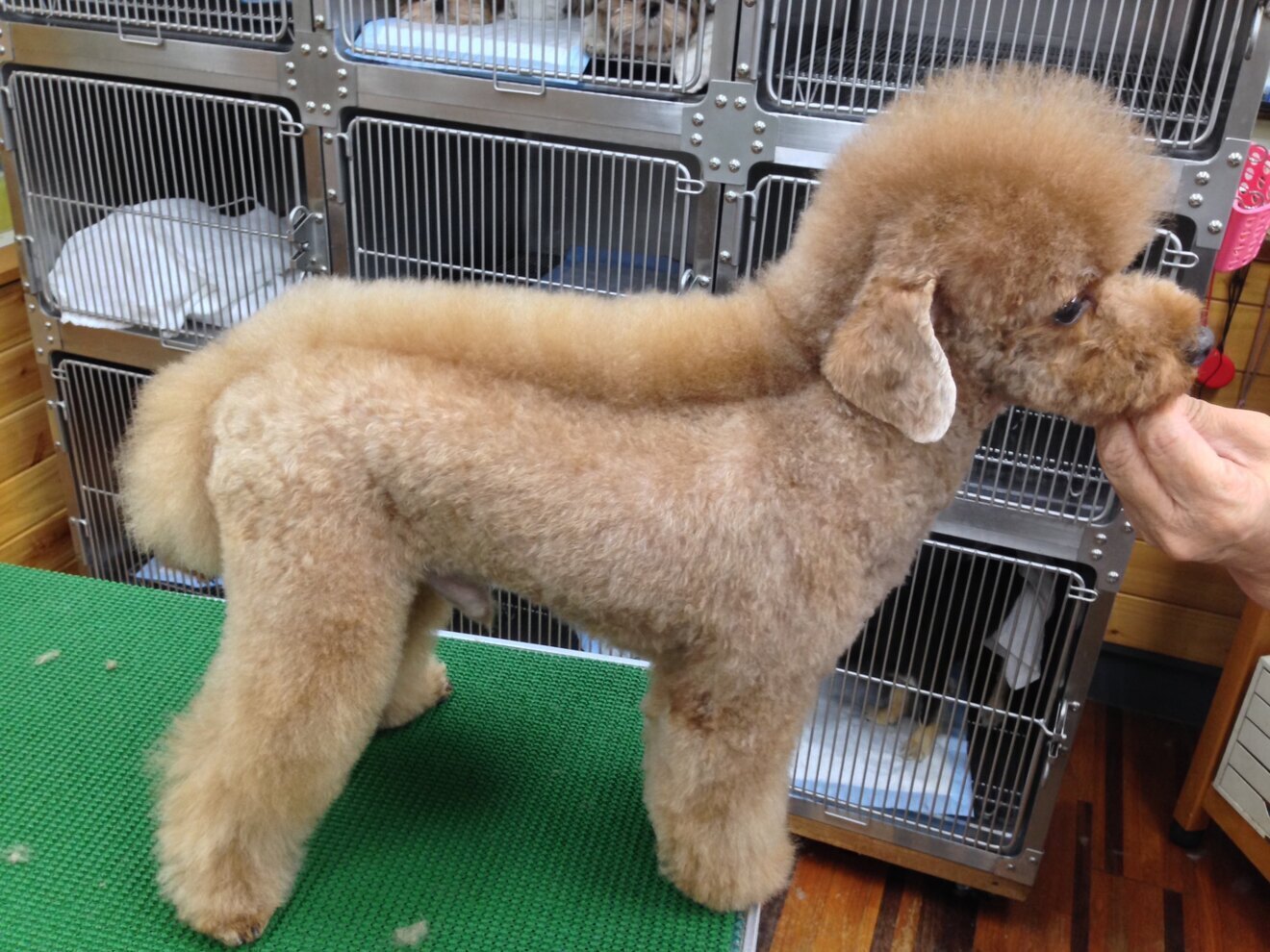 ワンワンショップ　パルコ