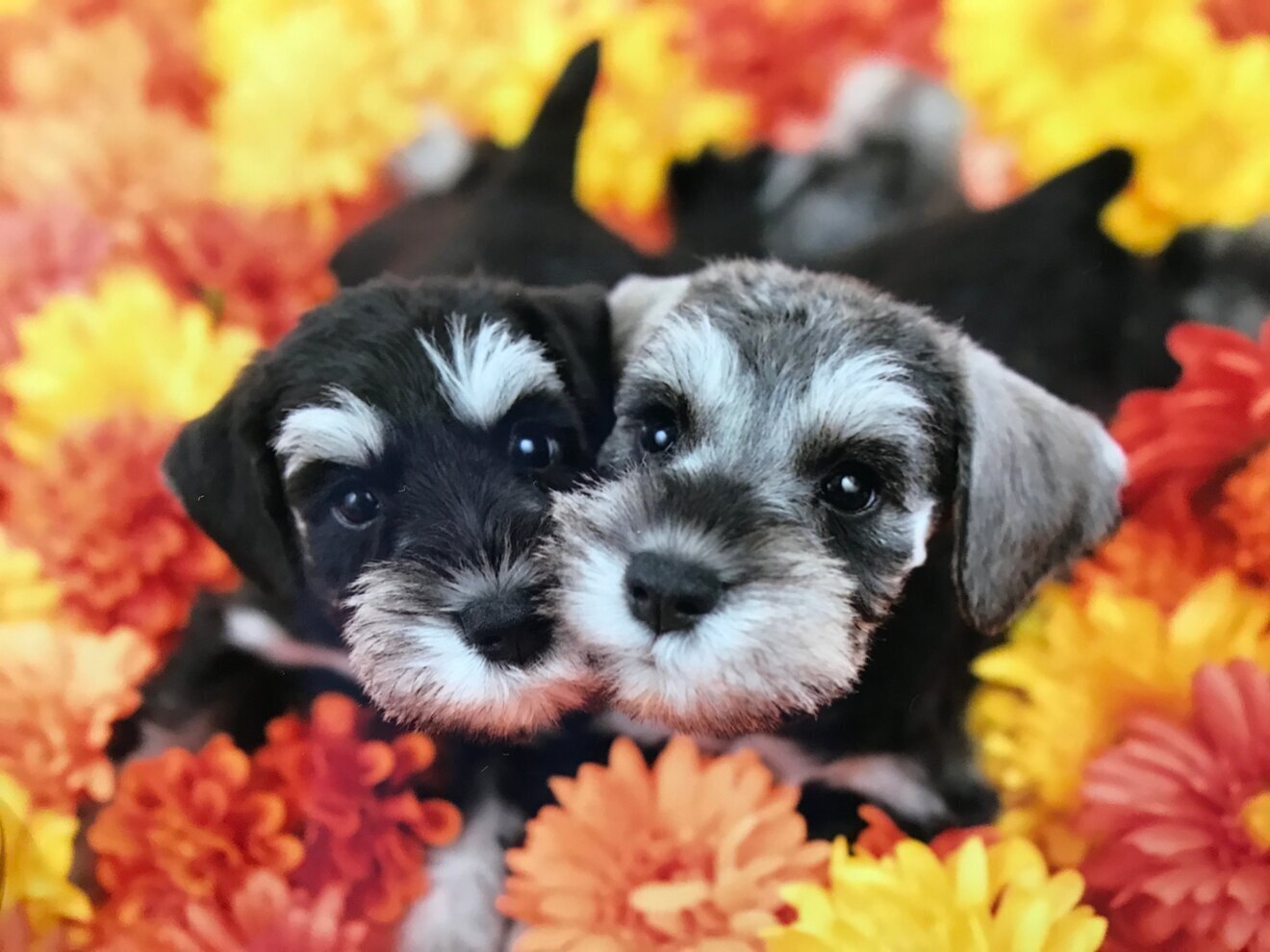 ワンワンショップ　パルコ