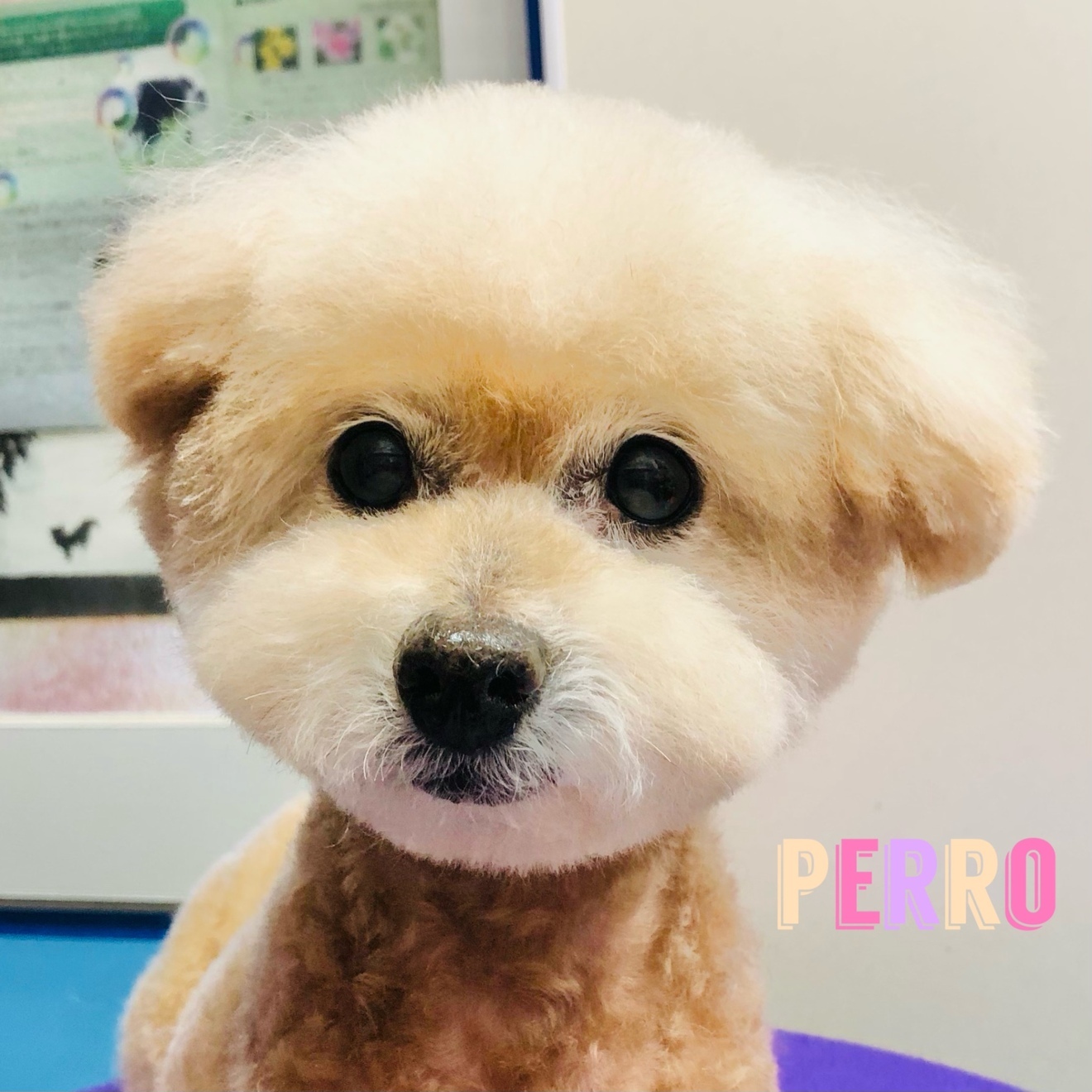 ペルロの家