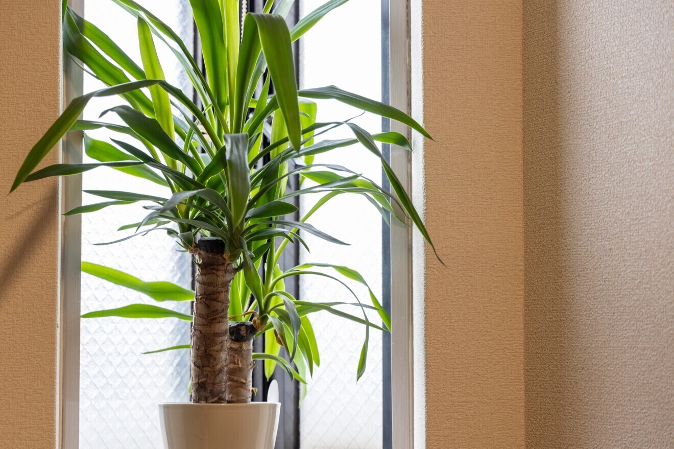 自律神経とリンパの専門店 若 【東生駒】