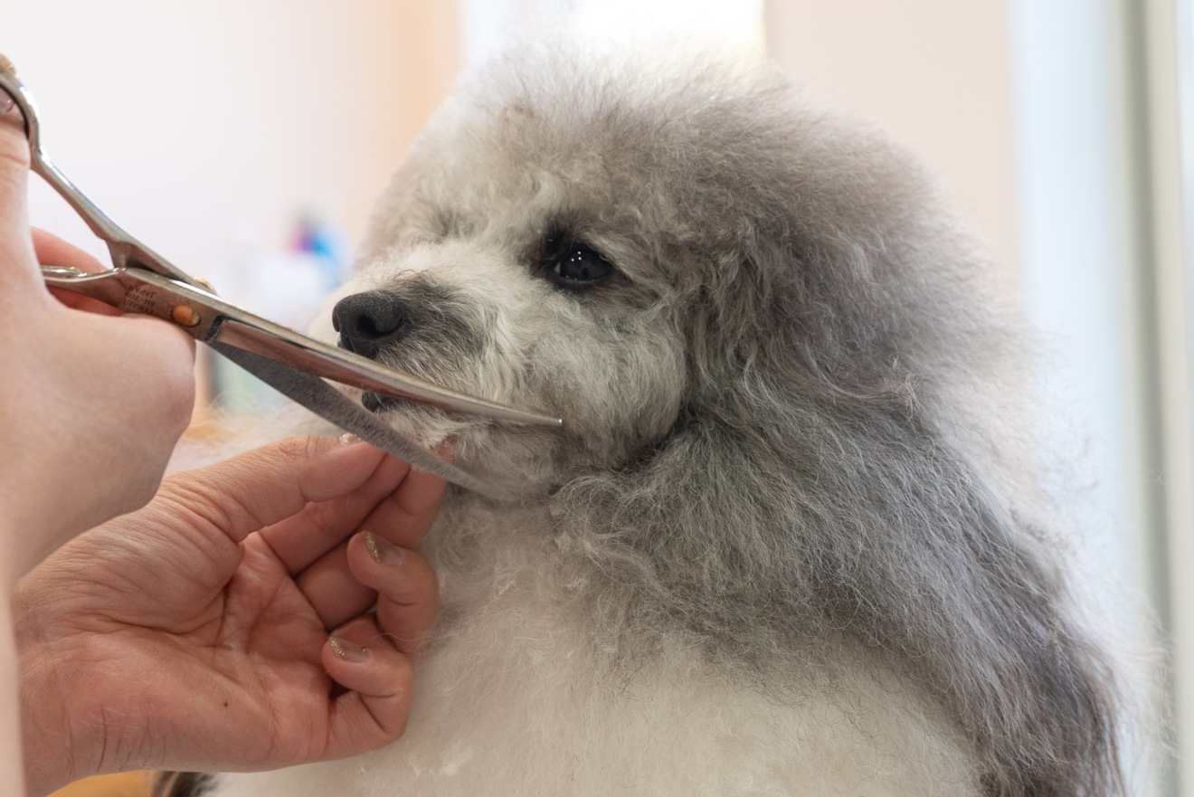 トリミングサロン BERRYDOG 