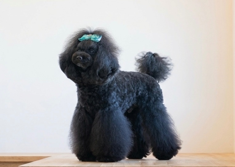 トリミングサロン BERRYDOG 