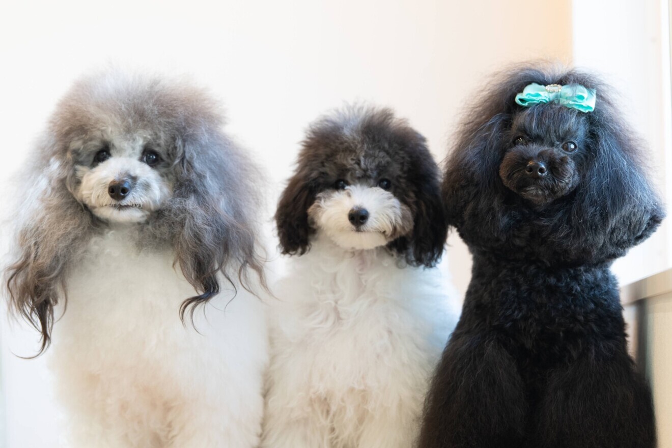 トリミングサロン BERRYDOG 