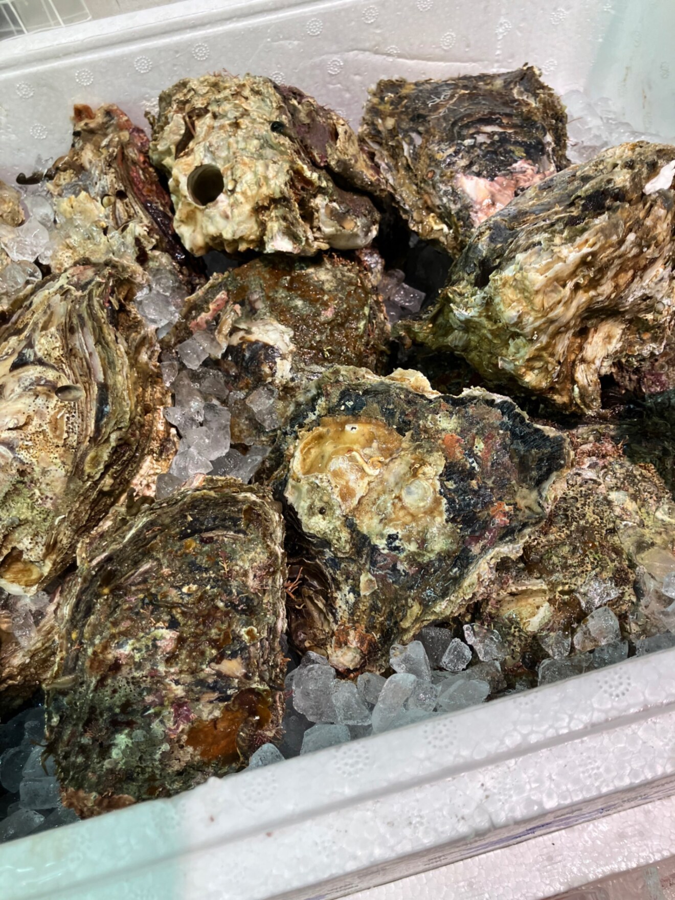 お魚屋さんかぎや・大阪天満