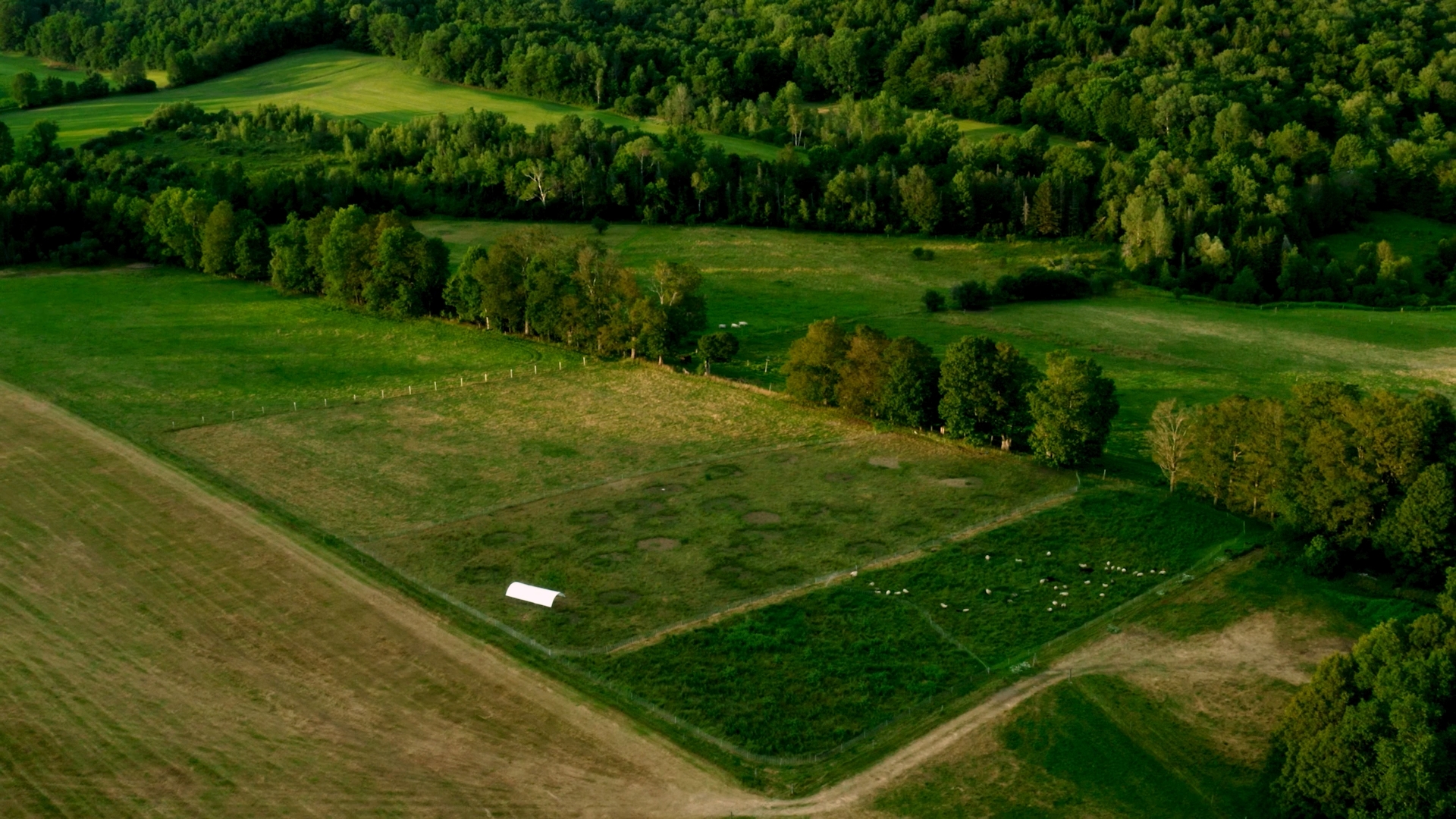 Aerial view of Maple Wind Farm's pastures, divided into grazing paddocks