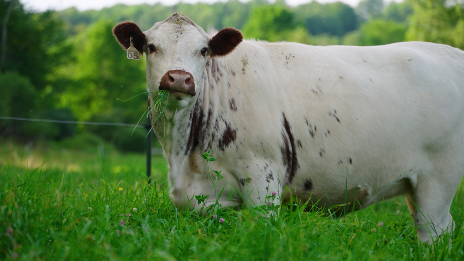 A cow grazing on fresh pasture at Maple Wind Farm