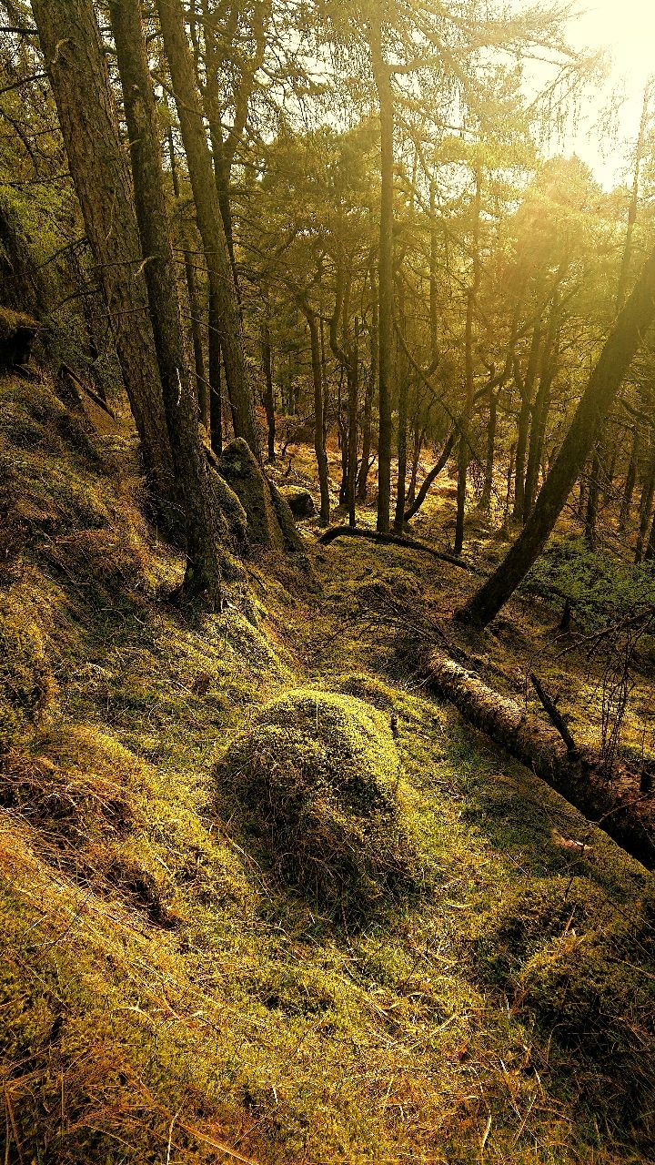 Secret Fairy Glade - From Near stone wall on the side of Altnataggart Mountain, United Kingdom