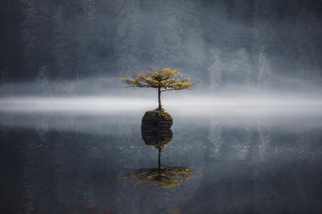 Fairy Lake Bonsai Tree - Canada