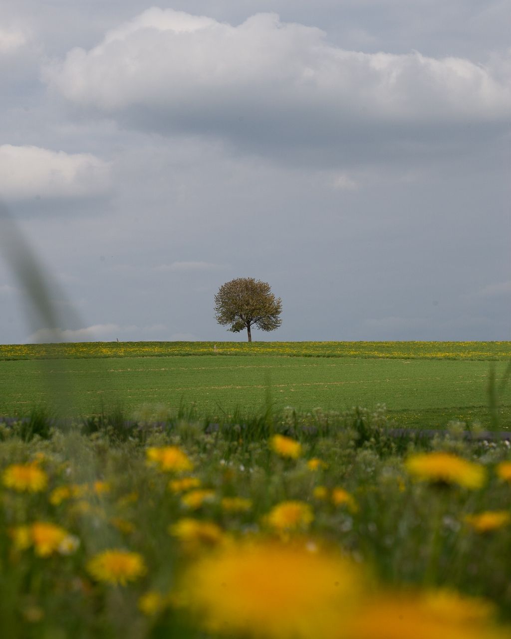 Lonely tree - From The road below, Germany