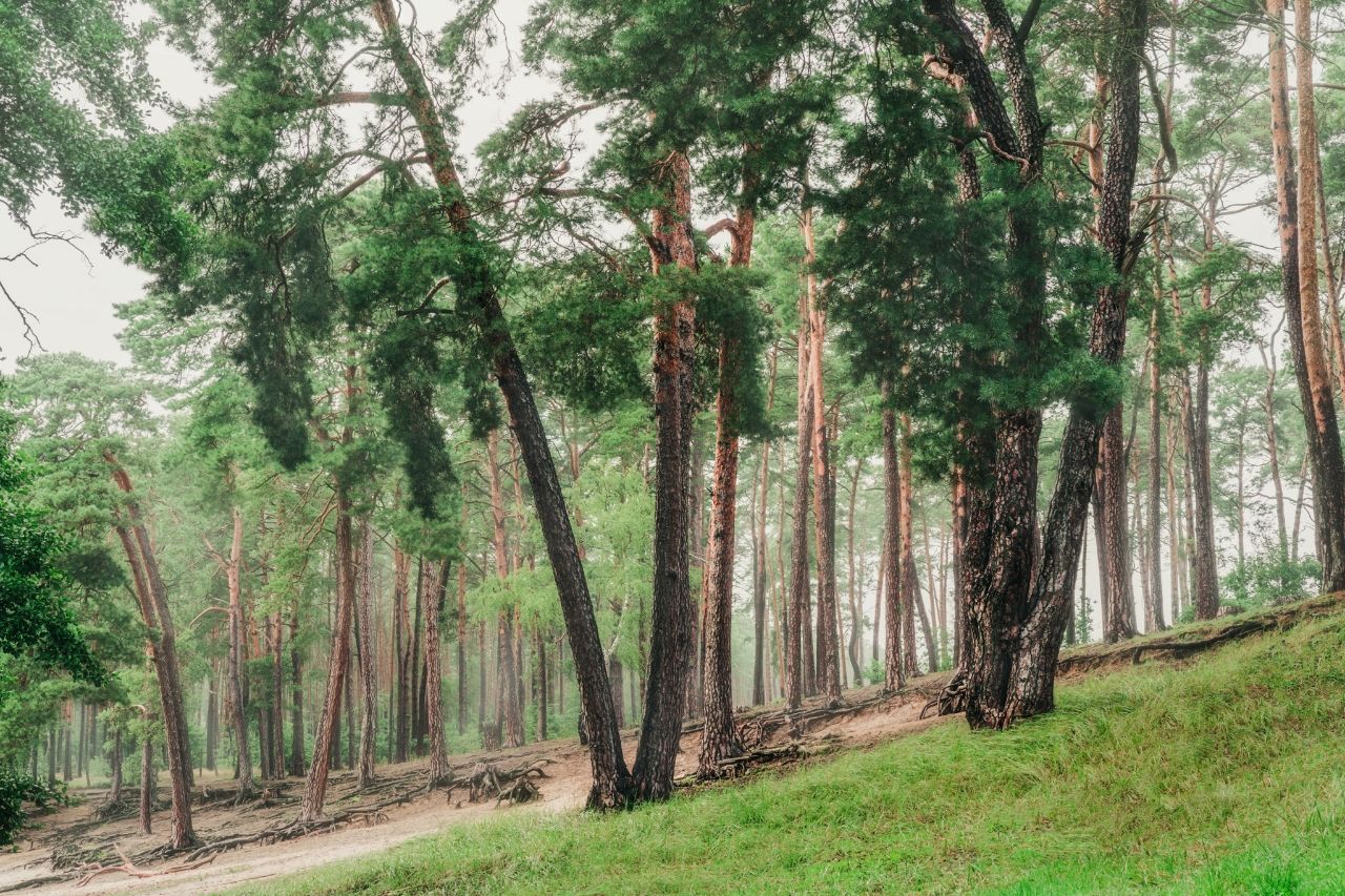 Pine Trees at the Łuba Lake - From Near Plaża nad jeziorkiem Łuba, Poland