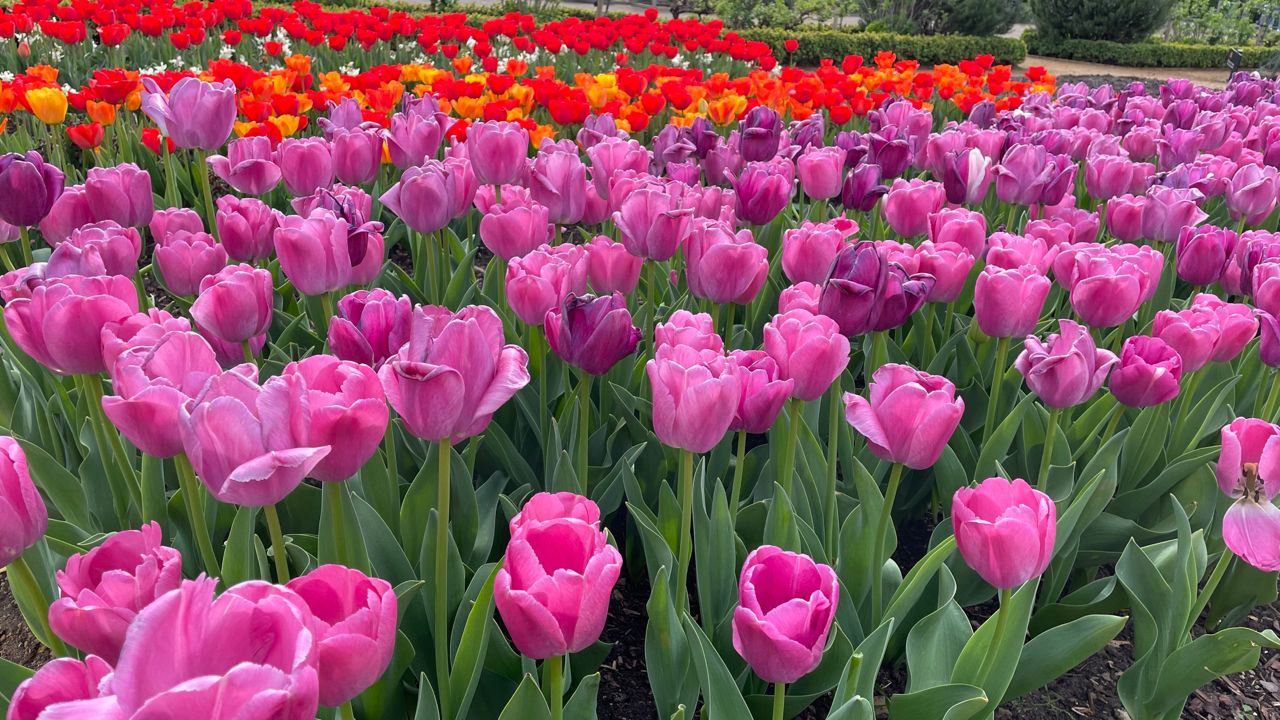 Tulips - From Hampton Court Palace, United Kingdom
