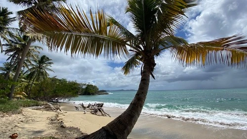 Plage anse désert - Martinique