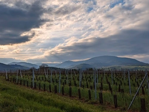 Vineyards - France