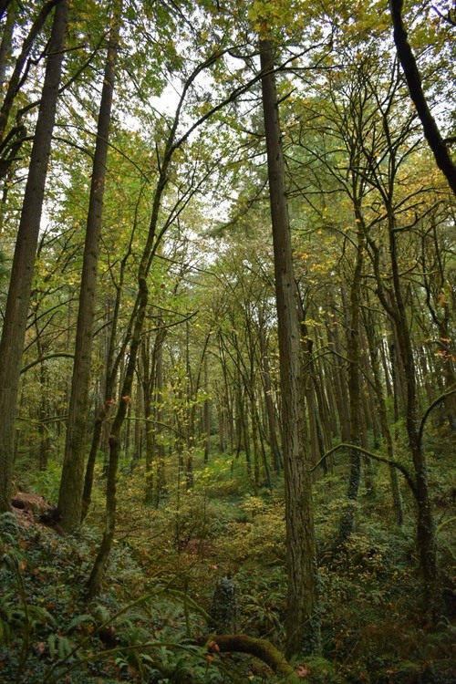 Flicker trail - から Middle of Flicker trail uphill, United States