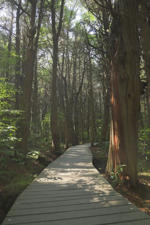 Atlantic White Cedar Swamp Trail - United States