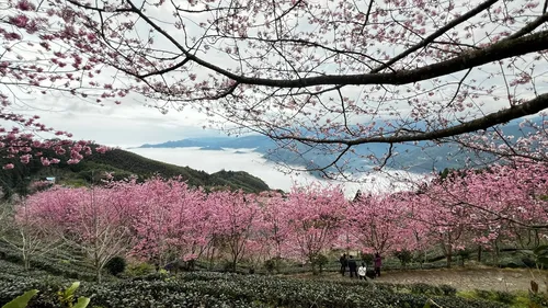 Cherry blossom forest - Taiwan