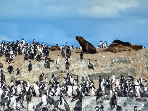 Lobitos y cormoranes - Desde Ferry, Argentina