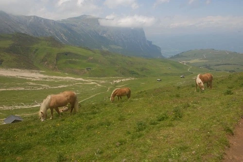 Compatsch - Aus Fields, Italy