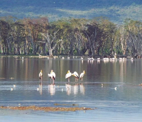 Lake Nakuru - Desde Rhino Point, Kenya