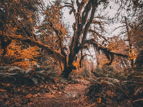 Hall of Moss trail - Desde Hoh rainforest, Olympic national park, United States