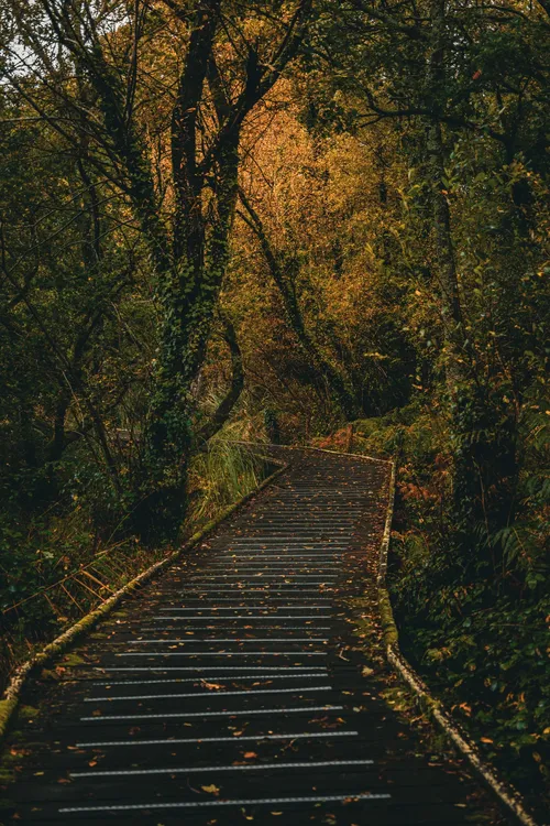 Forest Path near Ruisseau du Plessis - France