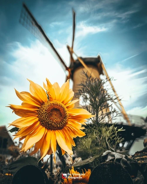 Windmill - Netherlands